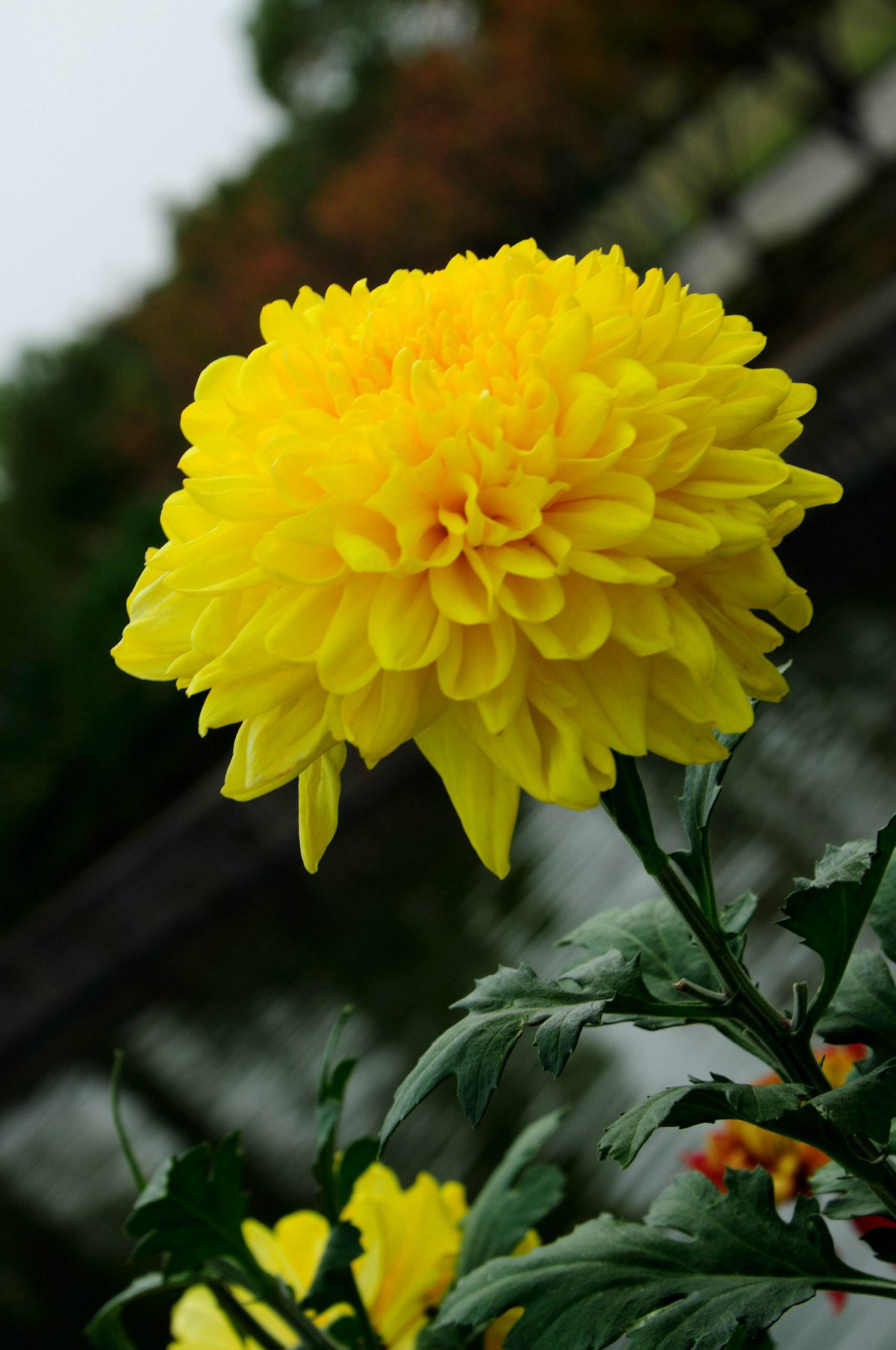 Tuổi Dậu: Sự nghiệp: có nhiều biến động, đề phòng tiểu nhân ám hại. Tình cảm: mắc sai sót nhỏ trong chuyện tình cảm. Tài vận: cẩn thận trong quản lý tiền bạc. Sức khỏe: tránh để chân, tay bị thương. Quý nhân tuần này: tuổi Mão, tiểu nhân tuần này: tuổi Thân. Lời khuyên: cẩn thận khi tham gia các hoạt động ngoài trời. Ảnh: baidu.com.