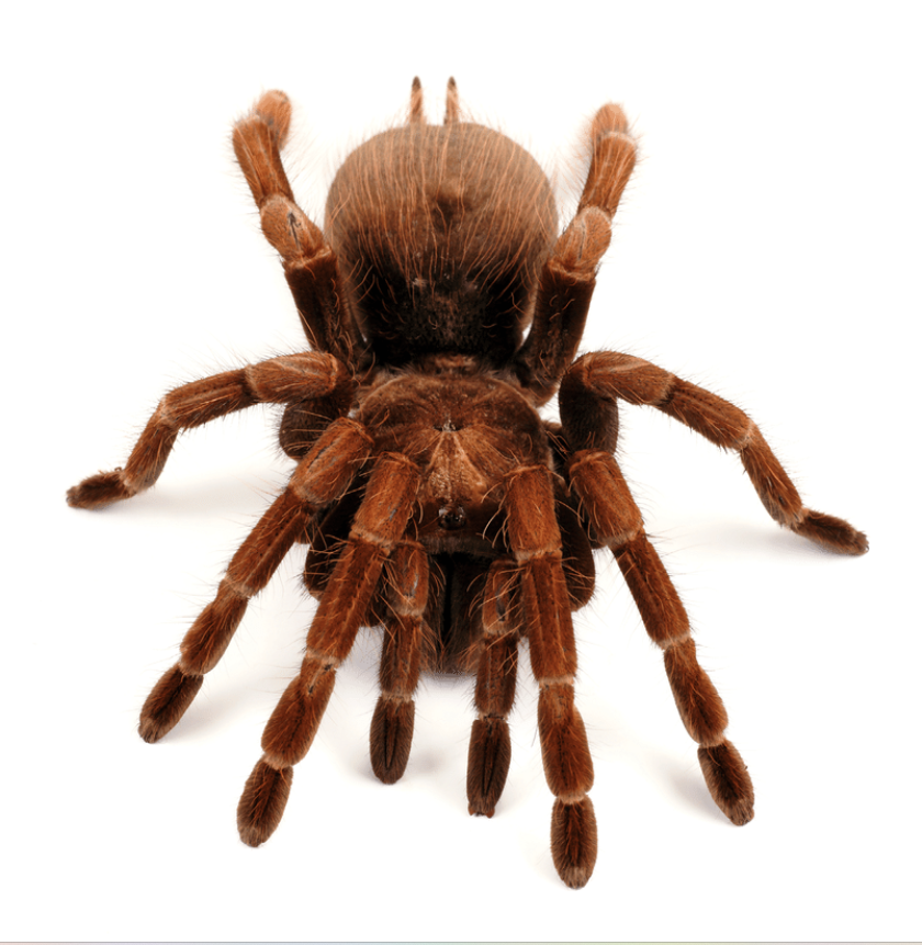 Theraphosa blondi có sải chân khoảng 30 cm, nhưng nó có thể nặng tới 175 gram. Với trọng lượng này, nó cũng nặng hơn cả một chiếc iPhone 15. Ảnh: @ResearchGate.