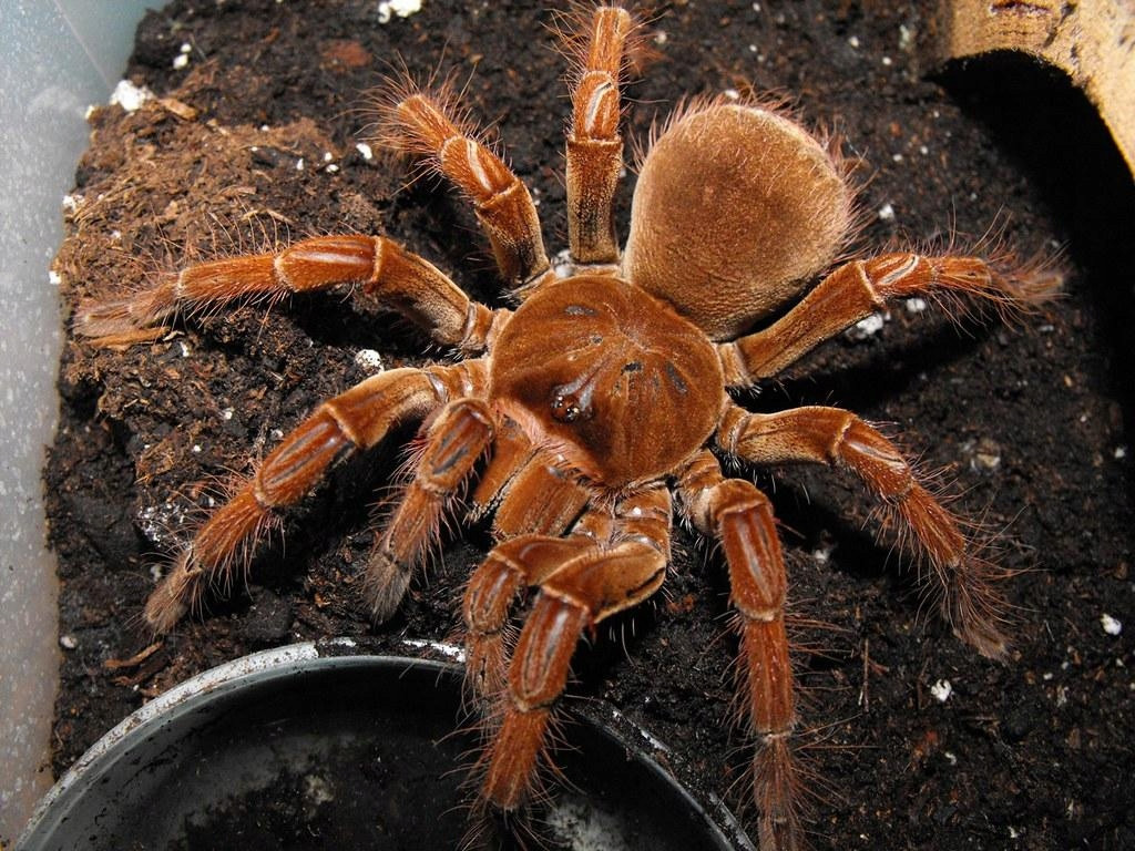 Nếu vậy vẫn chưa đủ, chúng còn có khả năng rụng những sợi lông ngứa và rảy vào mắt và miệng của những kẻ săn mồi. Ngoài ra, chúng có thể đứng trên hai chân sau để phô ra những chiếc răng nanh lớn dài hơn 2 cm để đe dọa những kẻ khác. Ảnh: @Archiwum Allegro.