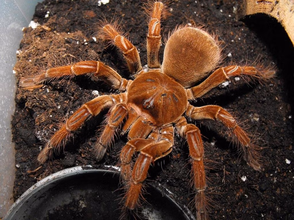 Nếu vậy vẫn chưa đủ, chúng còn có khả năng rụng những sợi lông ngứa và rảy vào mắt và miệng của những kẻ săn mồi. Ngoài ra, chúng có thể đứng trên hai chân sau để phô ra những chiếc răng nanh lớn dài hơn 2 cm để đe dọa những kẻ khác. Ảnh: @Archiwum Allegro.