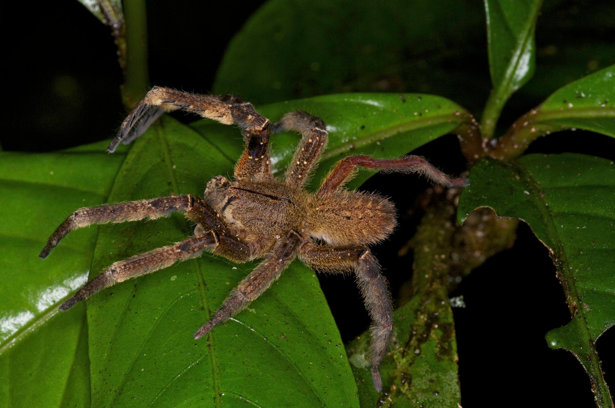 Tuy nhiên, hành vi lang thang này khiến chúng trở thành đối tượng đáng lo ngại tại những khu vực chúng được tìm thấy, vì nọc độc của chúng có hại cho hệ thần kinh của con người, gây ra các triệu chứng như nhịp tim không đều, đau đớn ở nam giới. Ảnh: @Flickr.