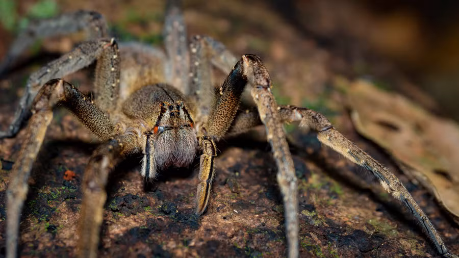 Trước đây, loài nhện lang thang Brazil được Sách Kỷ lục Guinness thế giới công nhận là loài nhện độc nhất. Tuy nhiên, hiện nay, danh hiệu này đã thuộc về loài Atrax robustus. Ảnh: @97x.