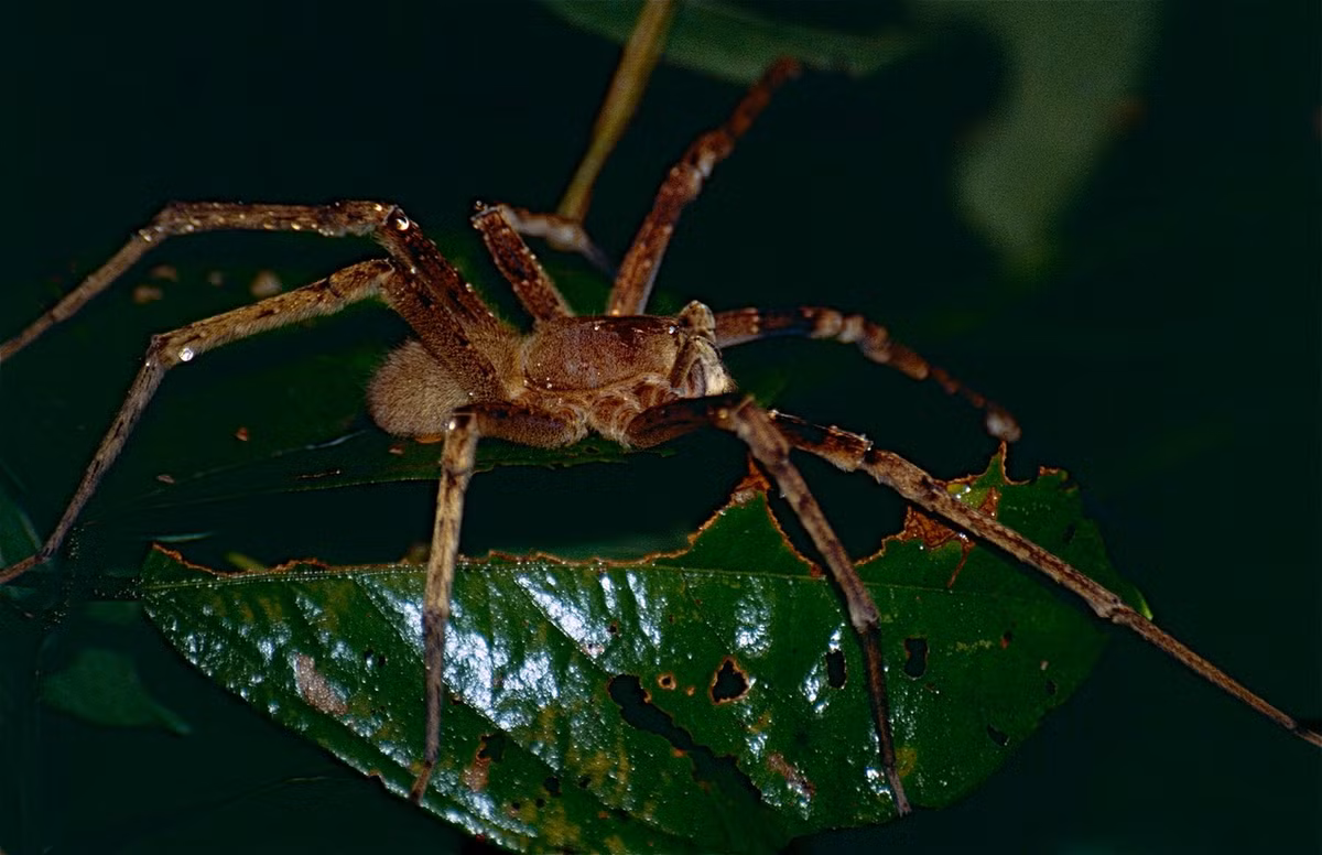 Với sải chân dài tới 18 cm, loài nhện Phoneutria fera thường được coi là loài nhện hung dữ nhất thế giới, vì có rất nhiều trường hợp được báo cáo bị loài nhện này cắn. Ảnh: @Wikipedia.