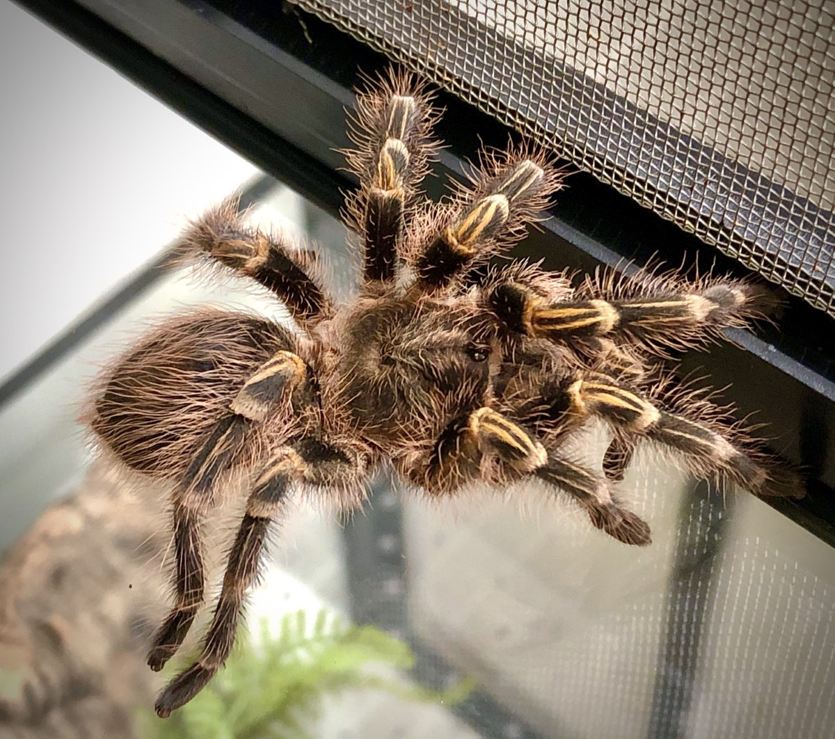 Vẻ ngoài thú vị và tính khí điềm tĩnh khiến chúng trở thành lựa chọn phổ biến ở những người đam mê nhện thú cưng. Ảnh: @Wikimedia.