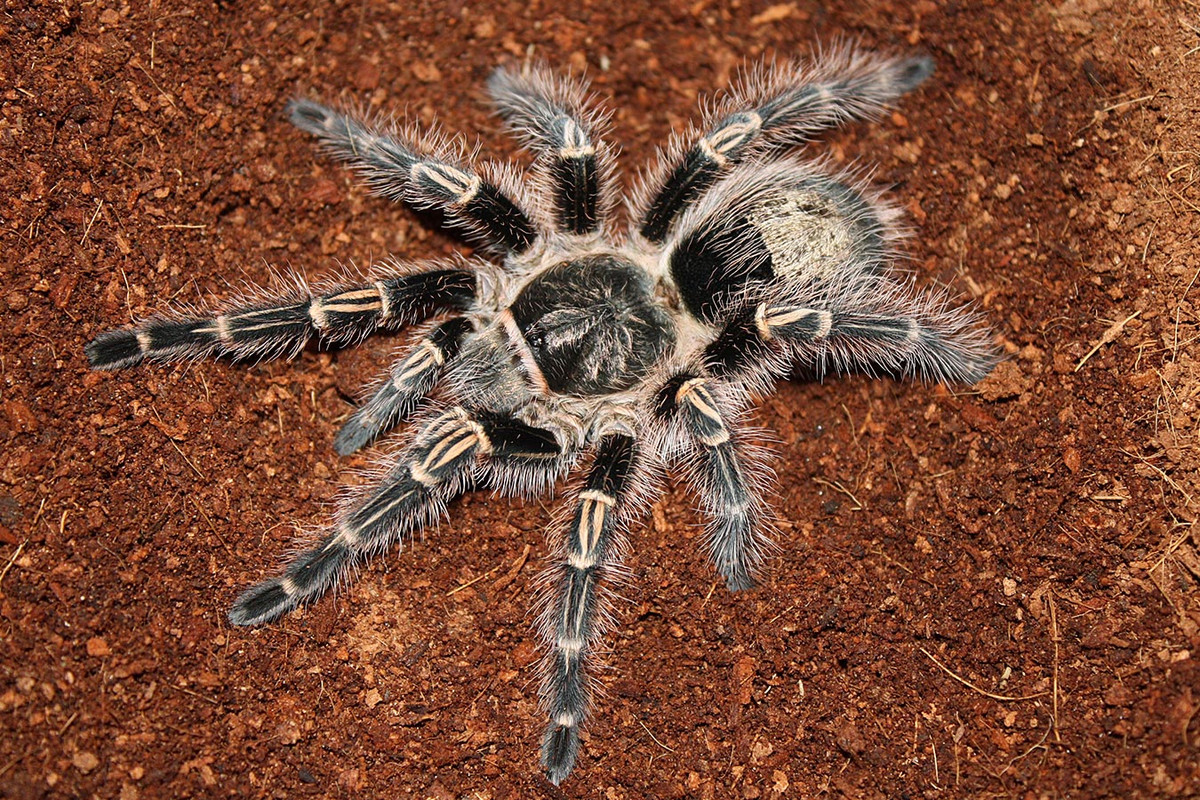 Điều thú vị là trong khi con cái của loài này có thể sống tới 25 năm trong điều kiện nuôi nhốt thì con đực thường có tuổi thọ ngắn hơn, chỉ từ 5 đến 10 năm trong điều kiện tương tự. Ảnh: @The Tarantula Collective.