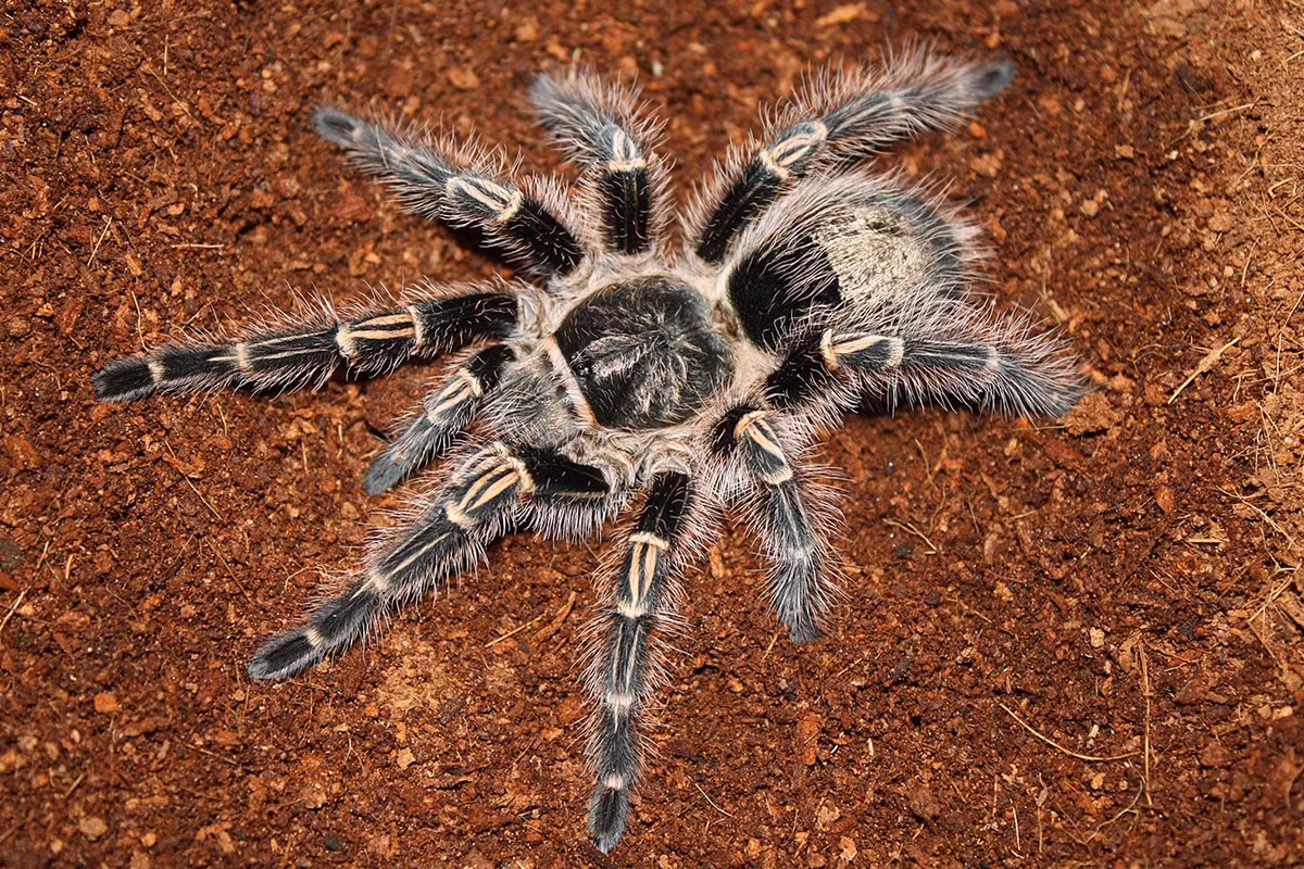 Điều thú vị là trong khi con cái của loài này có thể sống tới 25 năm trong điều kiện nuôi nhốt thì con đực thường có tuổi thọ ngắn hơn, chỉ từ 5 đến 10 năm trong điều kiện tương tự. Ảnh: @The Tarantula Collective.