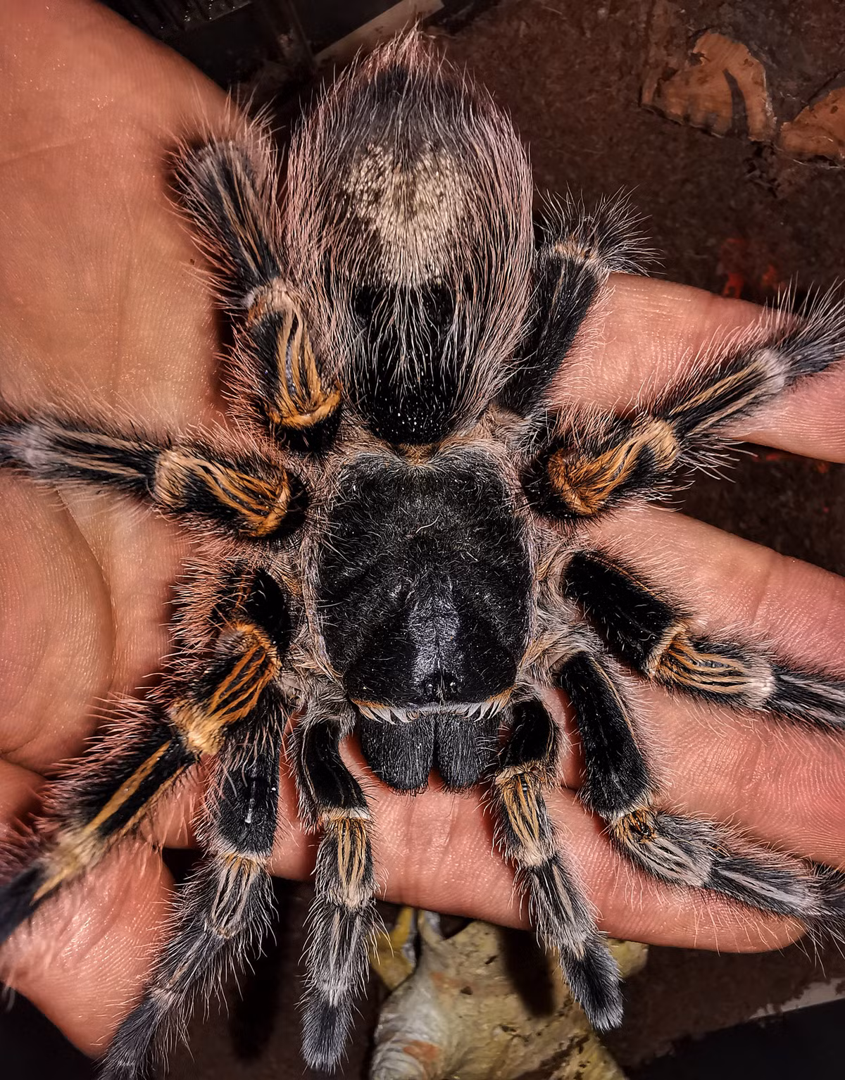 Nhện Grammostola pulchripes cũng có lợi cho con người, vì chúng chủ yếu ăn các loại sâu bệnh gây hại cho cây trồng. Ảnh: @The Praying Mantis.