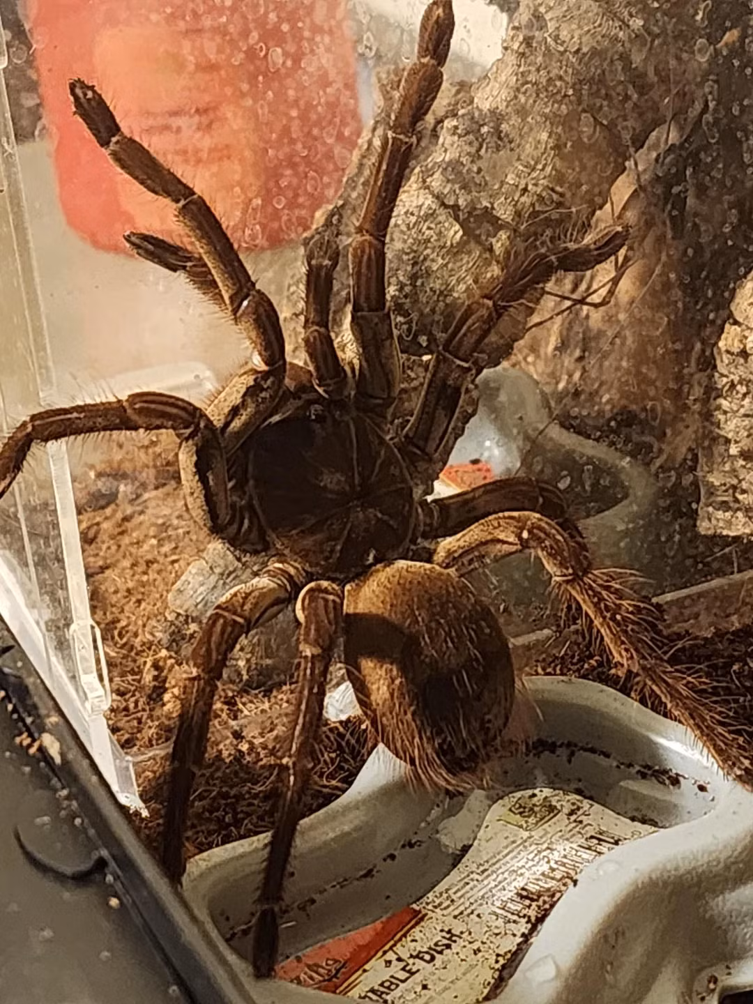 Chúng cũng có những chiến lược phòng thủ thú vị để bảo vệ bản thân khỏi những kẻ săn mồi lớn. Ví dụ, chúng có thể tạo ra tiếng rít báo động bằng cách cọ xát lông vào nhau, có thể nghe thấy từ khoảng cách xa tới 4,5 mét. Ảnh: @Reddit.