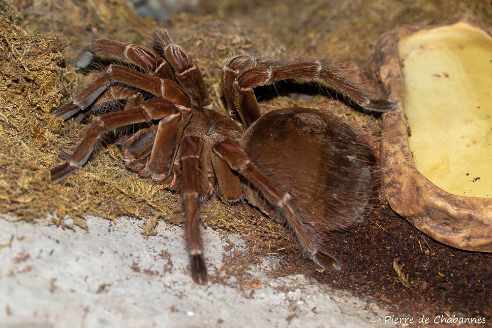 Loài nhện này được tìm thấy ở các khu rừng mưa nhiệt đới phía bắc Nam Mỹ, bao gồm Brazil, Venezuela và Guyana. Chúng chủ yếu ăn côn trùng, ếch, chuột và các động vật có xương sống nhỏ khác. Ảnh: @Pierre Wildlife.