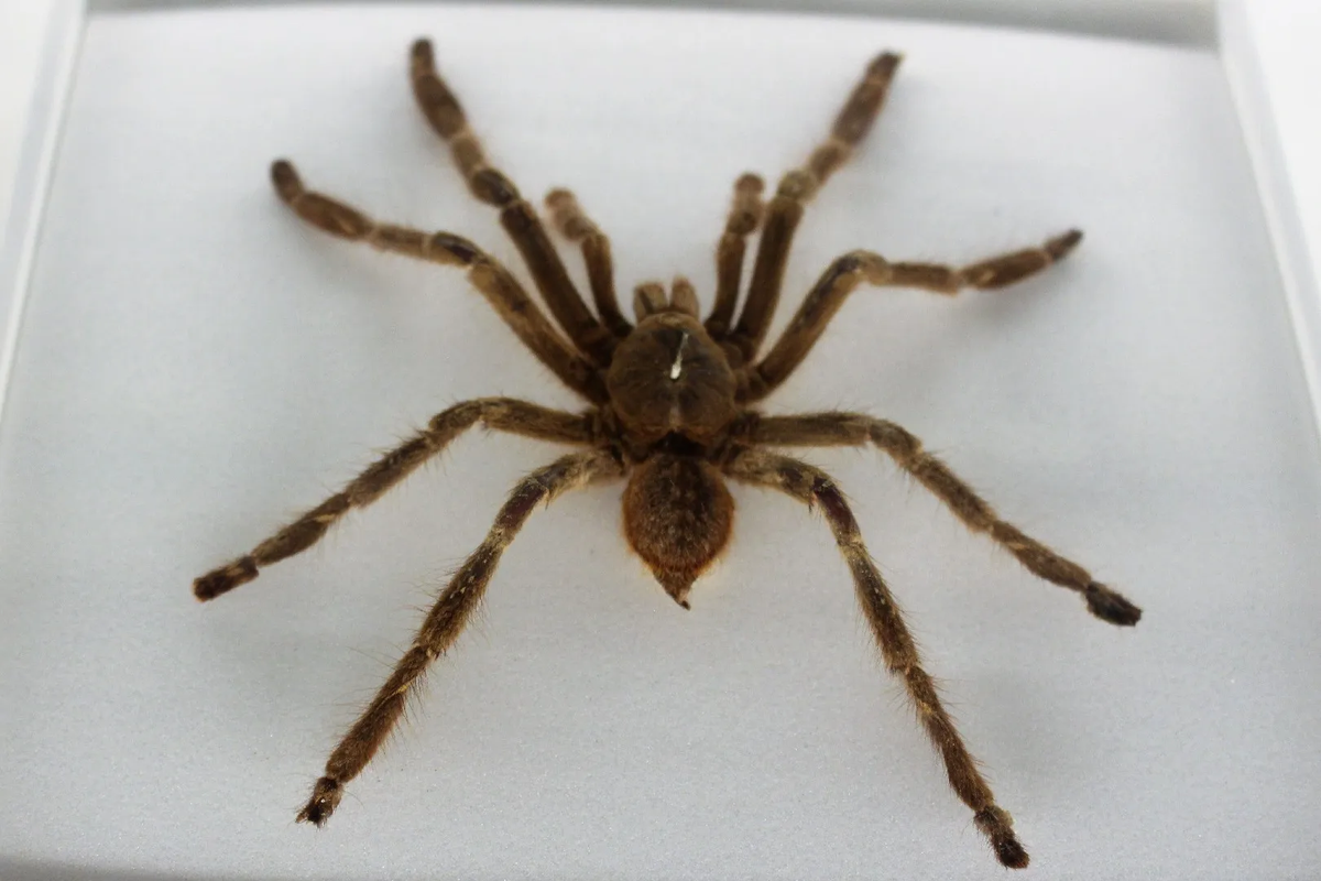 Chúng thích sống ở những môi trường sống tự nhiên tối tăm và ẩm ướt, và thường được tìm thấy ở các quốc gia như Venezuela, Brazil, Colombia và Ecuador. Ảnh: @Picture Insect.