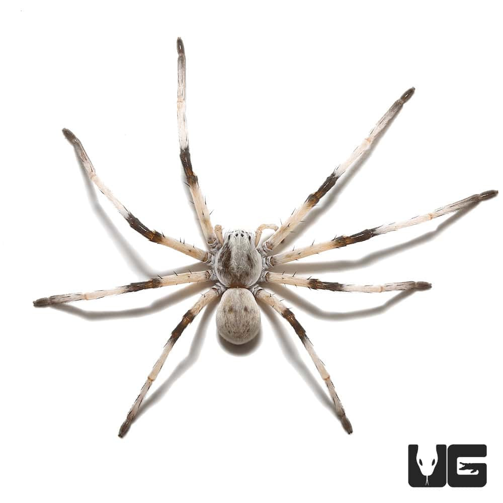 Thật không may, các hoạt động khai thác mỏ ồ ạt tại sa mạc của Israel và Jordan đang gây ra mối đe dọa đến sự tồn tại của chúng. Ảnh: @Underground Reptiles.