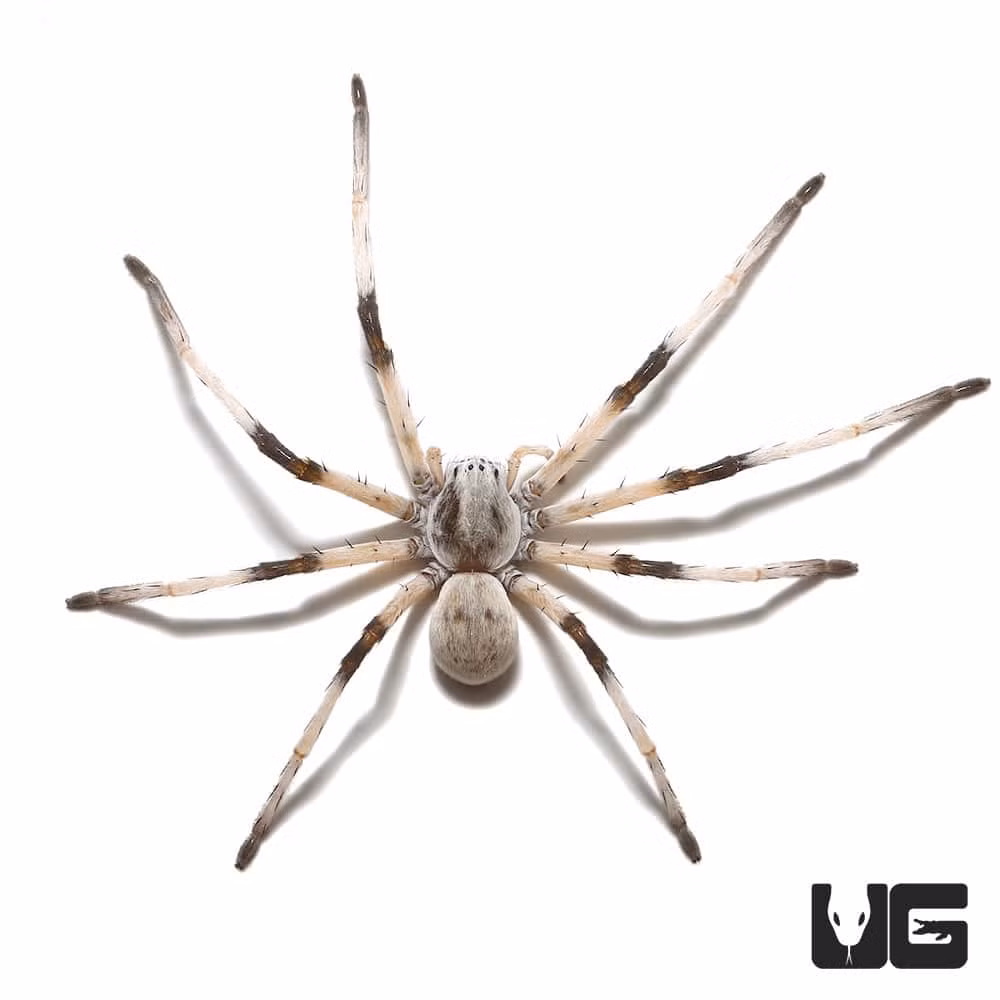 Thật không may, các hoạt động khai thác mỏ ồ ạt tại sa mạc của Israel và Jordan đang gây ra mối đe dọa đến sự tồn tại của chúng. Ảnh: @Underground Reptiles.