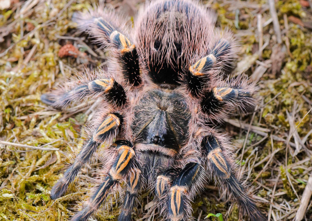 Đồng cỏ Brazil, Paraguay và Argentina là môi trường sống tự nhiên của loài nhện này. Ở những khu vực này, bạn có thể phát hiện ra loài nhện Grammostola pulchripes có sải chân dài tới 20,3 cm. Ảnh: @Spa Spiders.