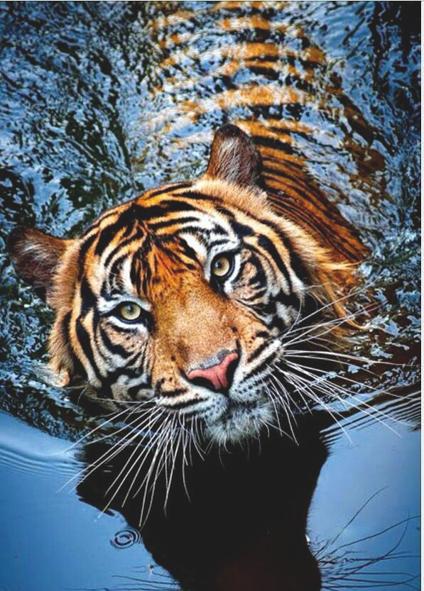 Tuổi Dần từ ngày 28/7 bước vào đại vận, kiếm tiền như nước. Con giáp được sự trợ giúp của Phúc Đức Chính Thần, làm việc gì cũng thuận lợi.