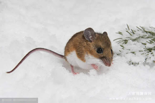 Con giáp cũng cần chú ý an toàn đi lại kẻo va chạm. Chuyện tiền bạc nên tính toán kỹ khi mở rộng đầu tư, giữ việc làm ăn ở mức ổn định để tránh tổn thất.