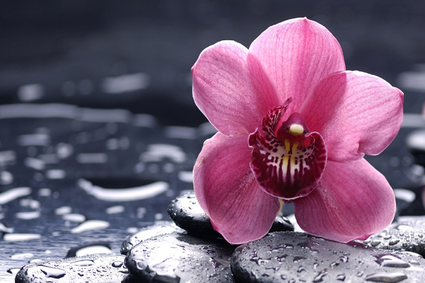 Tuổi Dần: Công việc: phát sinh một vài chuyện ngoài ý muốn. Tài vận: con giáp này không nên quá lãng phí vào việc mua sắm. Tình cảm: nên dành nhiều thời gian hơn nữa cho người mình yêu thương. Ảnh: baidu.com.