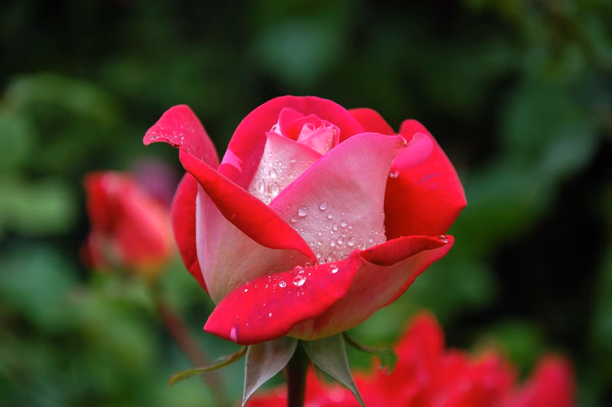 Dự đoán tuần mới cho Tuổi Tý: Vận thế chung: 4.4 điểm. Sự nghiệp: 4.4 điểm. Tình cảm: 4.3 điểm. Tài vận: 4.5 điểm. Sức khỏe: 4.4 điểm. Sự nghiệp: Công việc của con giáp này cơ bản ổn định. Tài vận: tình hình tài chính bình thường, không phát sinh chuyện ngoài ý muốn. Tình cảm: chuyện tình cảm đi xuống. Sức khỏe: chú ý đến tim. Quý nhân tuần này: tuổi Dần, tiểu nhân tuần này: tuổi Ngọ. Lời khuyên: nên điều chỉnh lại mọi việc. Ảnh: pexels.com.