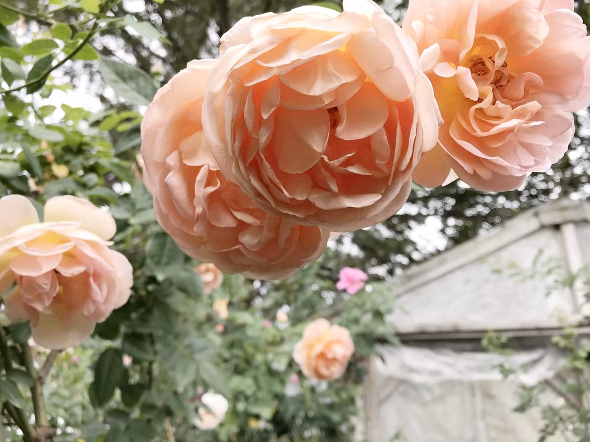 Tuổi Dậu: Công việc: mọi việc đều tiến triển như dự định. Tài vận: tình hình tài chính không có gì nổi bật. Tình cảm: nên có những hành động và lời nói ngọt ngào dành cho nửa kia. Ảnh: kandmroses.com.