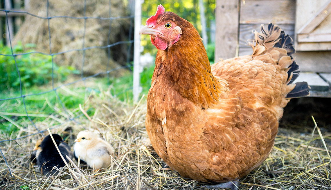  Tuổi Dậu: Nếu bạn mong đợi được đánh giá cao, được cấp trên khẳng định, thì hãy làm những điều tốt đẹp, tích cực cống hiến nhiều hơn nữa. Đừng quá thực dụng, dự đoán ngày mới 12 con giáp e rằng, bạn sẽ mất nhiều hơn được. 