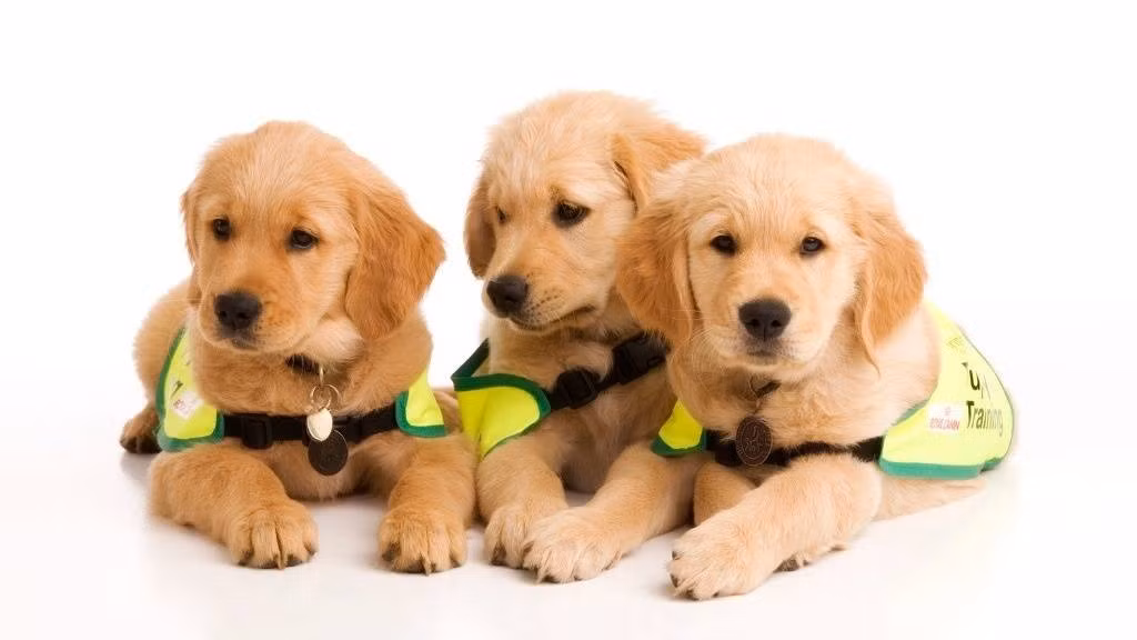  Tuổi Tuất: Trong công việc, đừng bao giờ thể hiện ra là mình thiếu tự tin. Các thông tin may mắn sẽ tự tìm đến bạn nên hãy cố gắng cân đối thiệt hơn rõ ràng. Đừng hùa theo đám đông hay chỉ dựa vào cảm xúc, mọi chuyện cần được khống chế kịp thời.