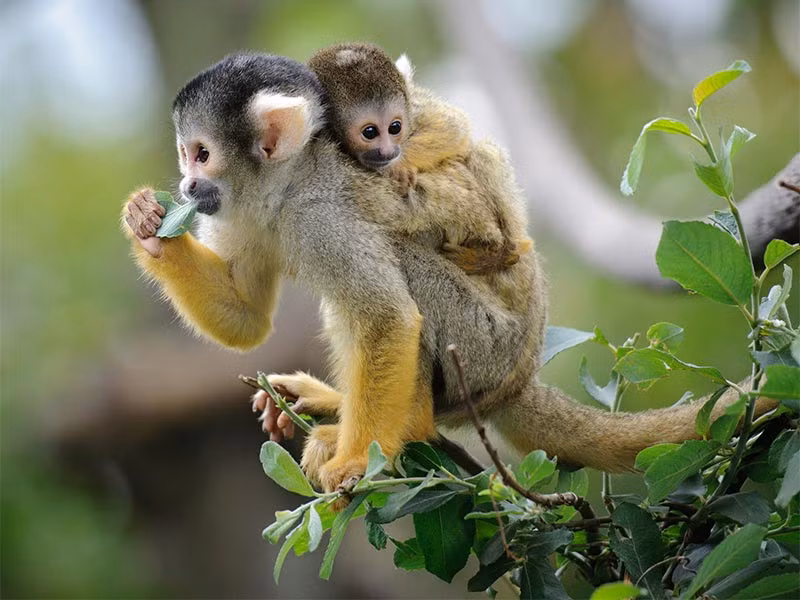  Tuổi Thân: Trên thực tế, hôm nay với bạn sẽ rất bận rộn, bạn phải bước lên để đối phó với quá nhiều rắc rối đặc biệt là các vấn đề về tài chính. Hãy dành một chút thời gian để suy nghĩ và giải quyết mọi chuyện thận trọng, bình tĩnh. 