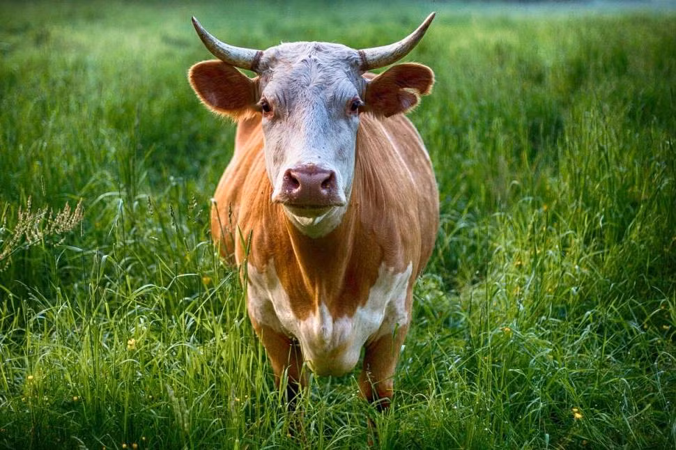 Du doan ngay moi 13/4/2020 cho 12 con giap: Hoi ban ron, Dau thuc dung-Hinh-2