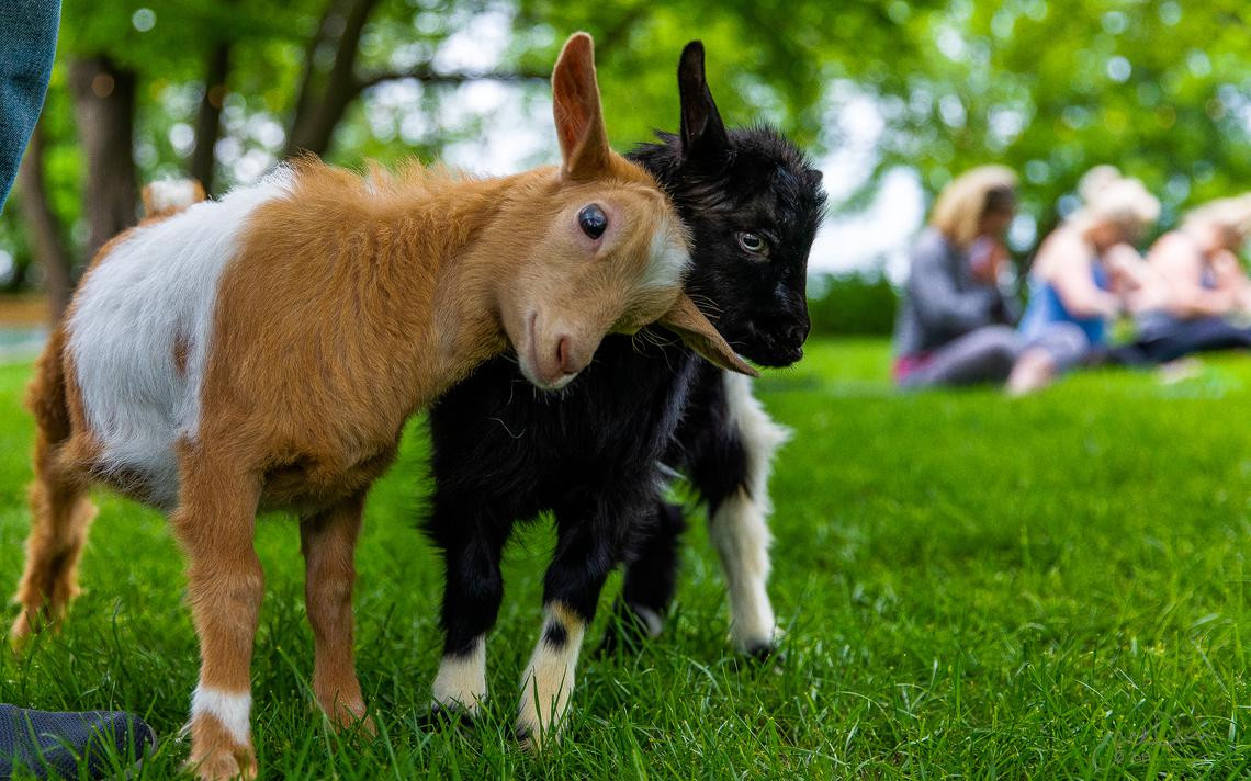  Tuổi Mùi: Tốt nhất bạn nên cố gắng phá vỡ bức tường phòng thủ bên trong và trung thực hơn với nửa kia, bạn đã sống quá nội tâm suốt một thời gian dài. Ở chỗ làm, dự đoán ngày mới 12 con giáp gợi ý hãy khám phá những gì mình quan tâm, bạn sẽ nhận được câu trả lời hoặc sự thật bạn muốn. 