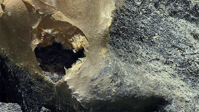 “Nếu đó là một quả trứng, câu hỏi thực sự thú vị đó là, nó là trứng của ai. Đó là một thứ khá lớn cho nên nó không phải là một quả trứng cá nhỏ”, Kerry Howell chia sẻ thêm. Ảnh: @NOAA Ocean Exploration. 