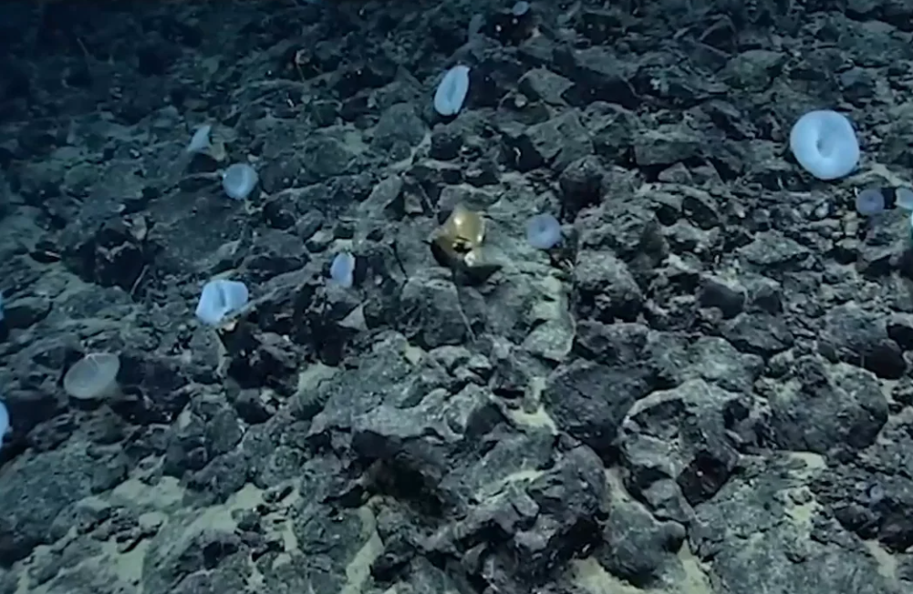 Nó rộng khoảng 10 cm với lỗ lõm ở một bên. Ảnh: @NOAA Ocean Exploration.