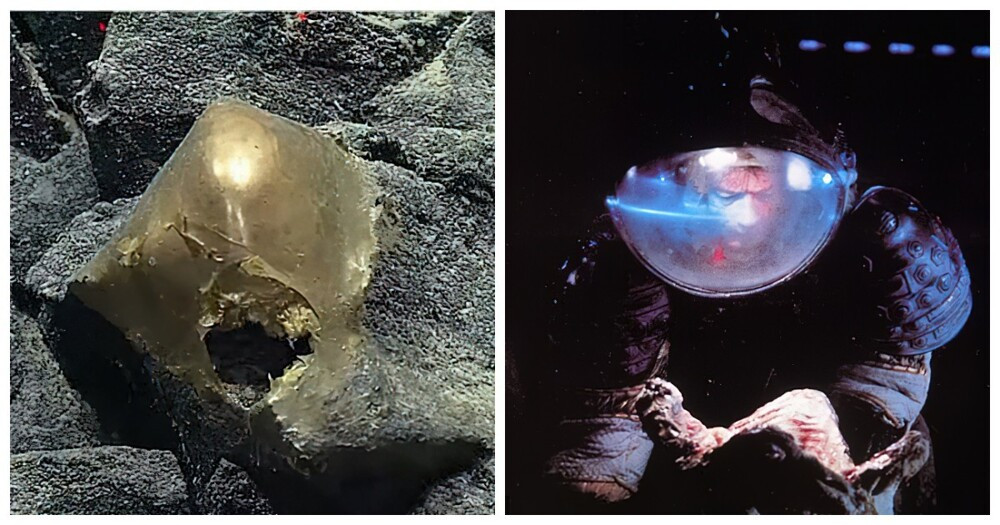 Theo Kerry Howell, các xét nghiệm DNA có thể xác định được vật thể này thuộc dòng họ sinh vật biển nào, mặc dù khó thể xác định được danh tính loài chính xác, vì chỉ có một phần nhỏ sinh vật đáy biển sâu đã được giải trình tự gen. Ảnh: @NOAA Ocean Exploration.