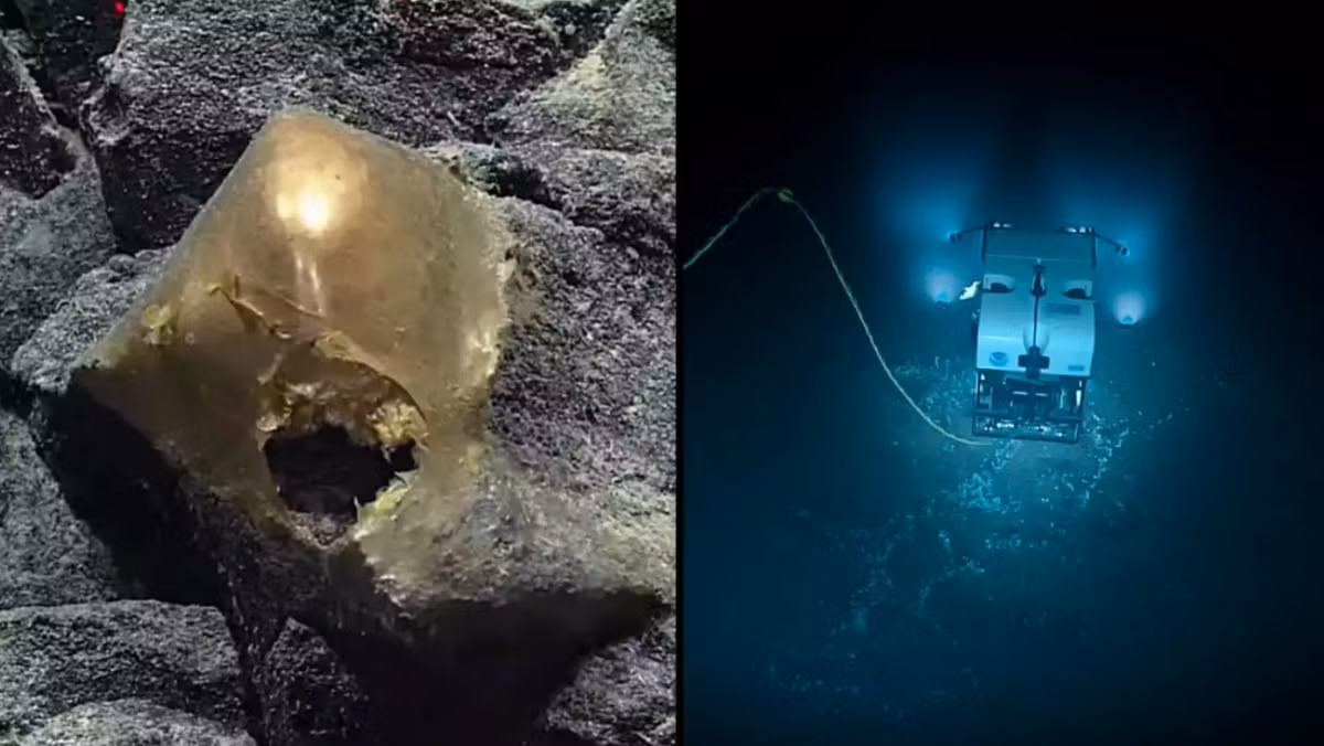 Ở độ sâu khoảng 3.300 mét dưới bề mặt đại dương ngoài khơi bờ biển Alaska, nơi ánh sáng ấm áp của Mặt trời không bao giờ xuyên qua được, một phương tiện dưới nước điều khiển từ xa của NOAA Ocean Exploration đã phát hiện ra vật thể màu vàng kỳ lạ. Ảnh: @NOAA Ocean Exploration.