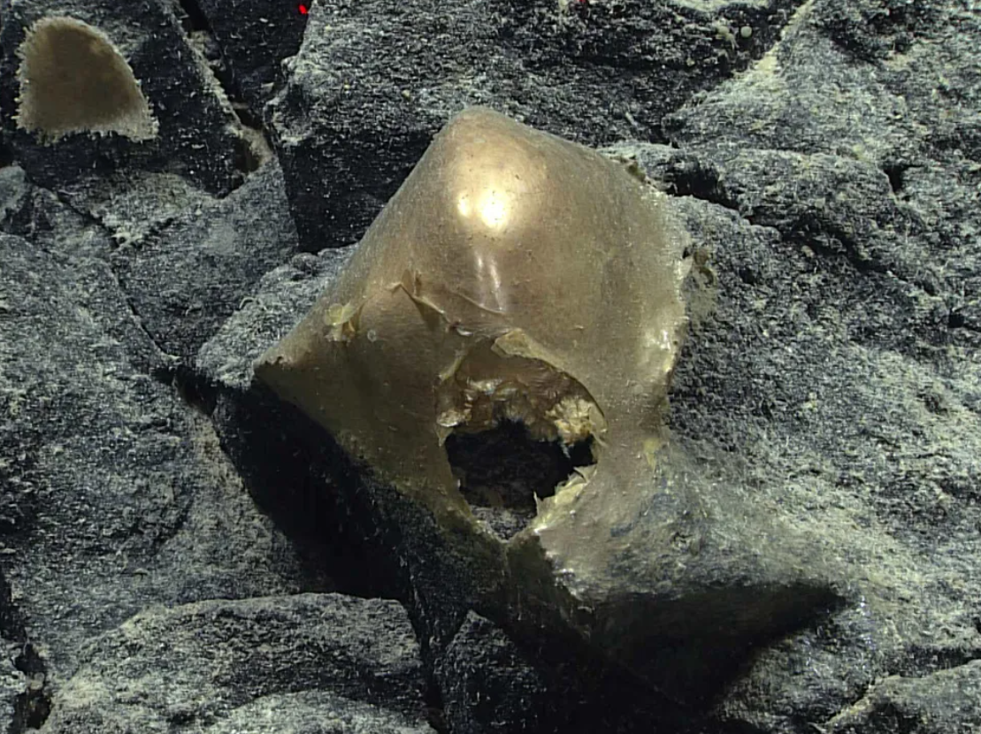 “Có một lỗ thủng lớn ở bên trong vật thể, cho nên chắc chắn có thứ gì đó đã cố chui vào, hoặc cố thoát ra khỏi vật thể vàng bí ẩn", nhà sinh thái học biển sâu Kerry Howell đến từ trường Đại học Plymouth ở Anh nhận định. Ảnh: @NOAA Ocean Exploration.