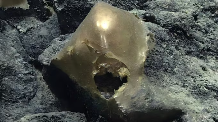 Những gợi ý ban đầu cho thấy, nó có thể là vỏ trứng từ một loài bí ẩn nào đó đang sinh sống dưới đáy biển sâu ngoài khơi bờ biển Alaska. Ảnh: @NOAA Ocean Exploration.