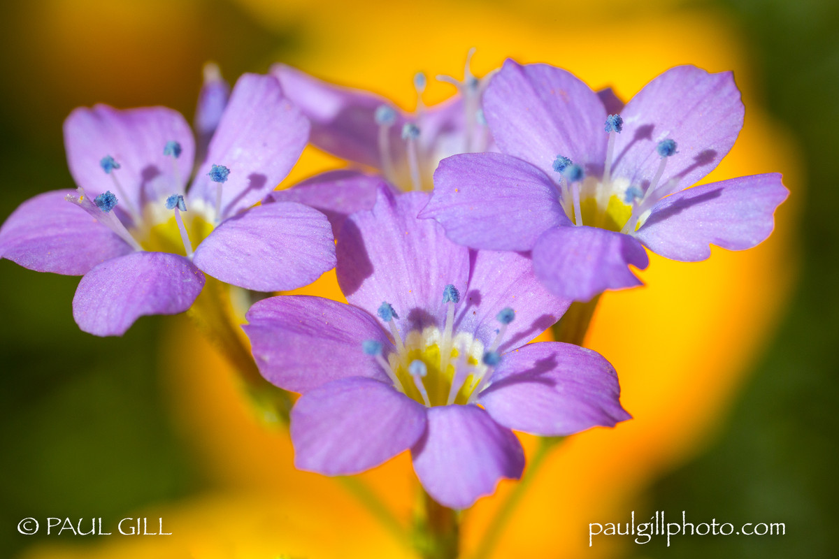 Theo dự đoán tuần mới từ 27/05 - 03/06/2018 cho 12 con giáp, tuần này vận thế của người tuổi Tý chuyển biến khả quan, nhưng phải chịu nhiều áp lực trong công việc, cần phải cố gắng rất nhiều. Tình hình tài chính tương đối ổn định, có thêm khoản thu. Tình cảm lứa đôi ngọt ngào. Ngày vượng tài: thứ năm, nên tập trung vào công việc để có mức lương thưởng cao hơn. Ngày xung kỵ: thứ sáu, vận thế đi xuống, đề phòng bệnh cảm mạo. Ngày đào hoa vượng phát: thứ bảy, ngày thích hợp cho việc hẹn hò. Ảnh: baidu.com.