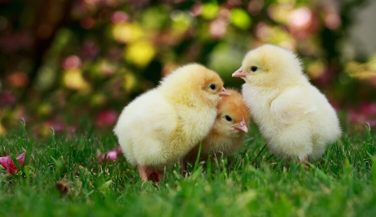 Tuổi Dậu biết cách tự bảo vệ mình cũng như không nhượng bộ khi bị người khác tìm cách tranh giành cơ hội, hãy mạnh mẽ hơn. Nhờ vậy, tài lộc của con giáp sẽ khởi sắc khi thu được một phần lợi nhuận, thu nhập tăng chóng mặt.