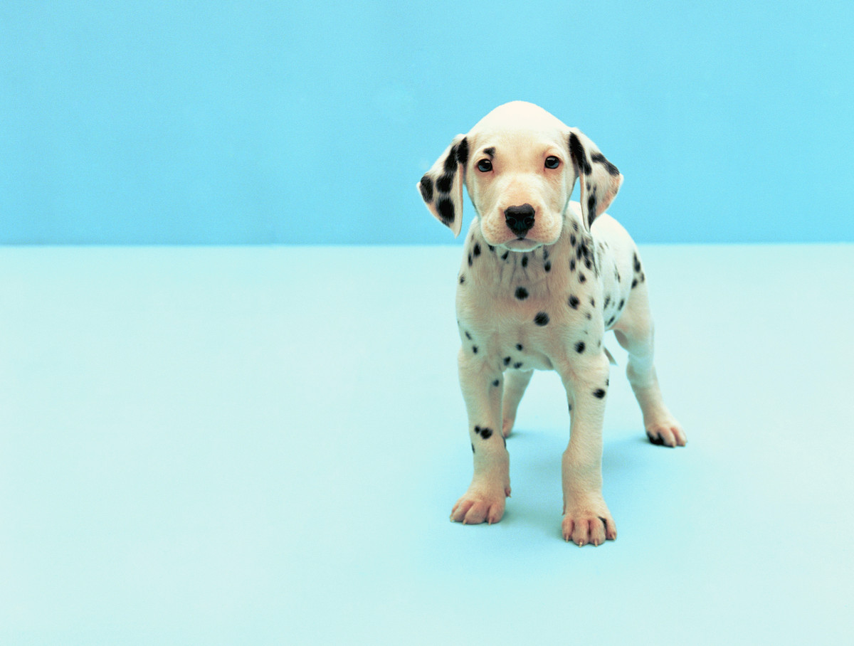 Tuổi Tuất đừng quá khoa truơng, dễ xảy ra xích mích với đồng nghiệp. Tài lộc khởi sắc, con giáp nay đã biết tích luỹ, vì vậy cuộc sống dư dả, thoải mái hơn.