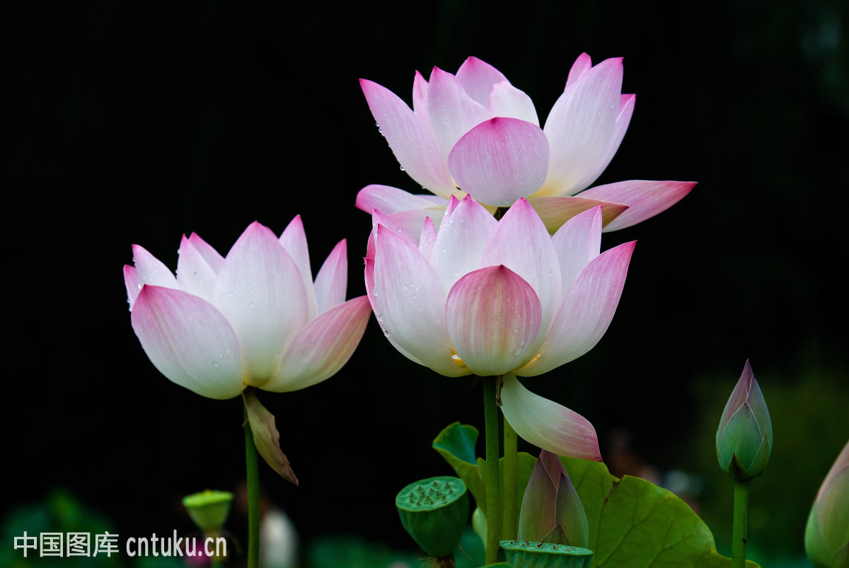 Tuổi Ngọ: Công việc: nên trao đổi công việc với cấp trên. Tình cảm: nên cùng nhau cố gắng phấn đấu trong tình cảm. Tài vận: nguồn thu ít nhưng khoản chi lại quá nhiều. Ảnh: tukuchina.cn.