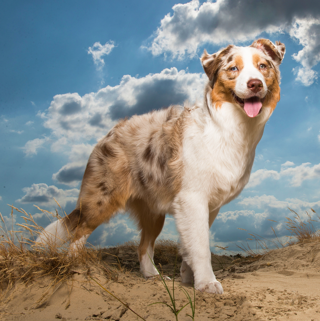 Tuổi Tuất hôm nay không nên đi công tác, dễ có nhiều vướng bận. Con giáp biết cách kiếm thêm tiền, lại giỏi tích lũy nên tài lộc ngày càng tốt.