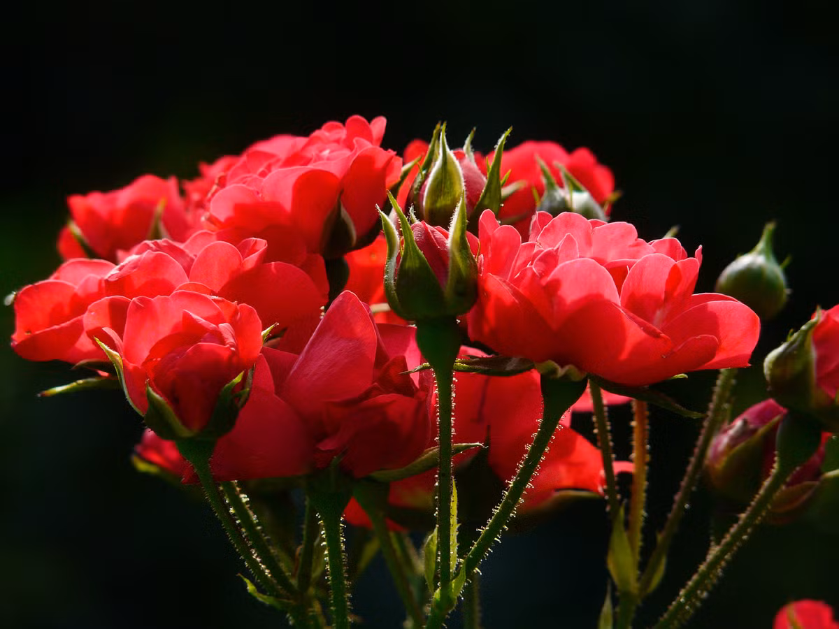 Tuổi Hợi: Công việc: công việc gặp nhiều trắc trở nên thận trọng trong mọi việc. Tài vận: ngày xấu cho tài vận, không thích hợp cho việc cầu tài. Tinh cảm: đừng để tiền bạc ảnh hưởng xấu đến tình cảm. Ảnh: hdfreewallpaper.net. (Thông tin trong bài chỉ mang tính tham khảo, cung cấp nội dung trắc nghiệm vui cho bạn đọc).