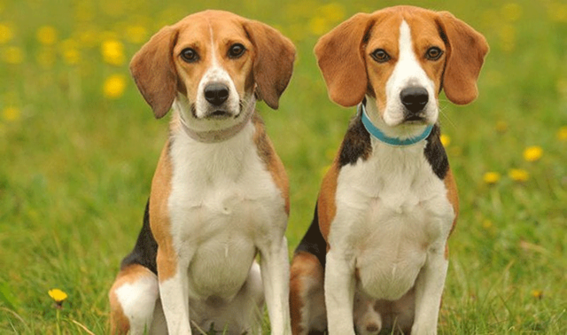 Những thị phi này ảnh hưởng tiêu cực đến danh tiếng công việc và thu nhập của con giáp này. Lời khuyên cho người tuổi Tuất là nên điềm tĩnh xử lý vấn đề phát sinh, đừng vì manh động mà để tiểu nhân thừa cơ đâm sau lưng.