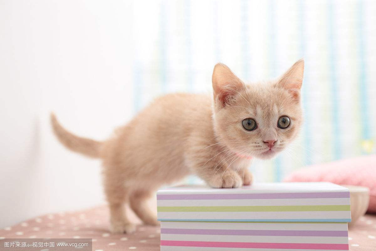 Người tuổi Mão tuy có chút khiêm tốn nhưng lại là người có trách nhiệm cao trong cuộc sống.