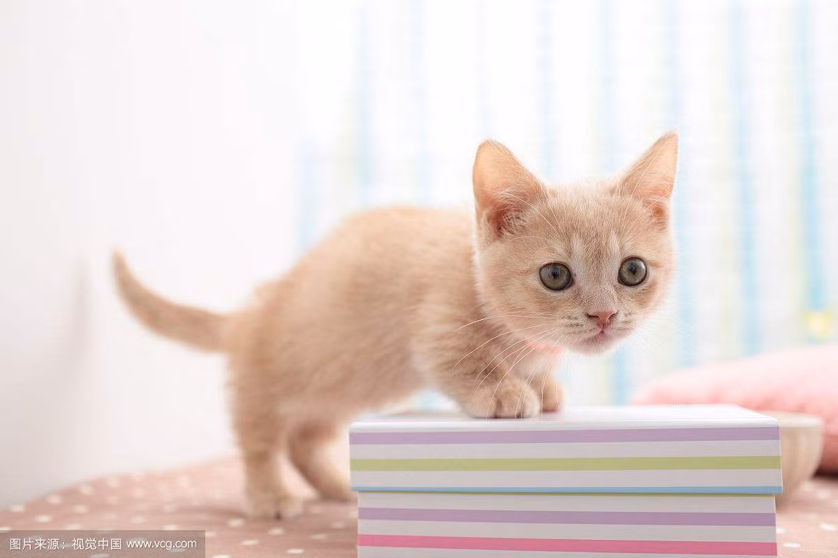 Người tuổi Mão tuy có chút khiêm tốn nhưng lại là người có trách nhiệm cao trong cuộc sống.