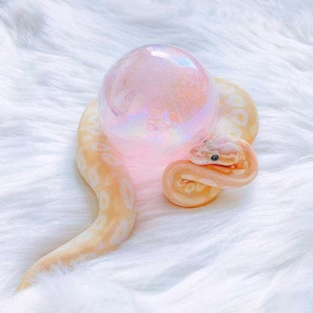 Ngoài ra, bản tính tuổi Tỵ ngay cả khi không làm lãnh đạo, con giáp cũng cần làm chủ những ý tưởng, phần công việc của mình. Vì vậy, nếu cấp trên quá gò bó theo ý mình, tuổi Tỵ cũng sẵn sàng tìm kiếm một lãnh địa mới để thoả sức thể hiện tài năng, những sản phẩm độc đáo của riêng mình.