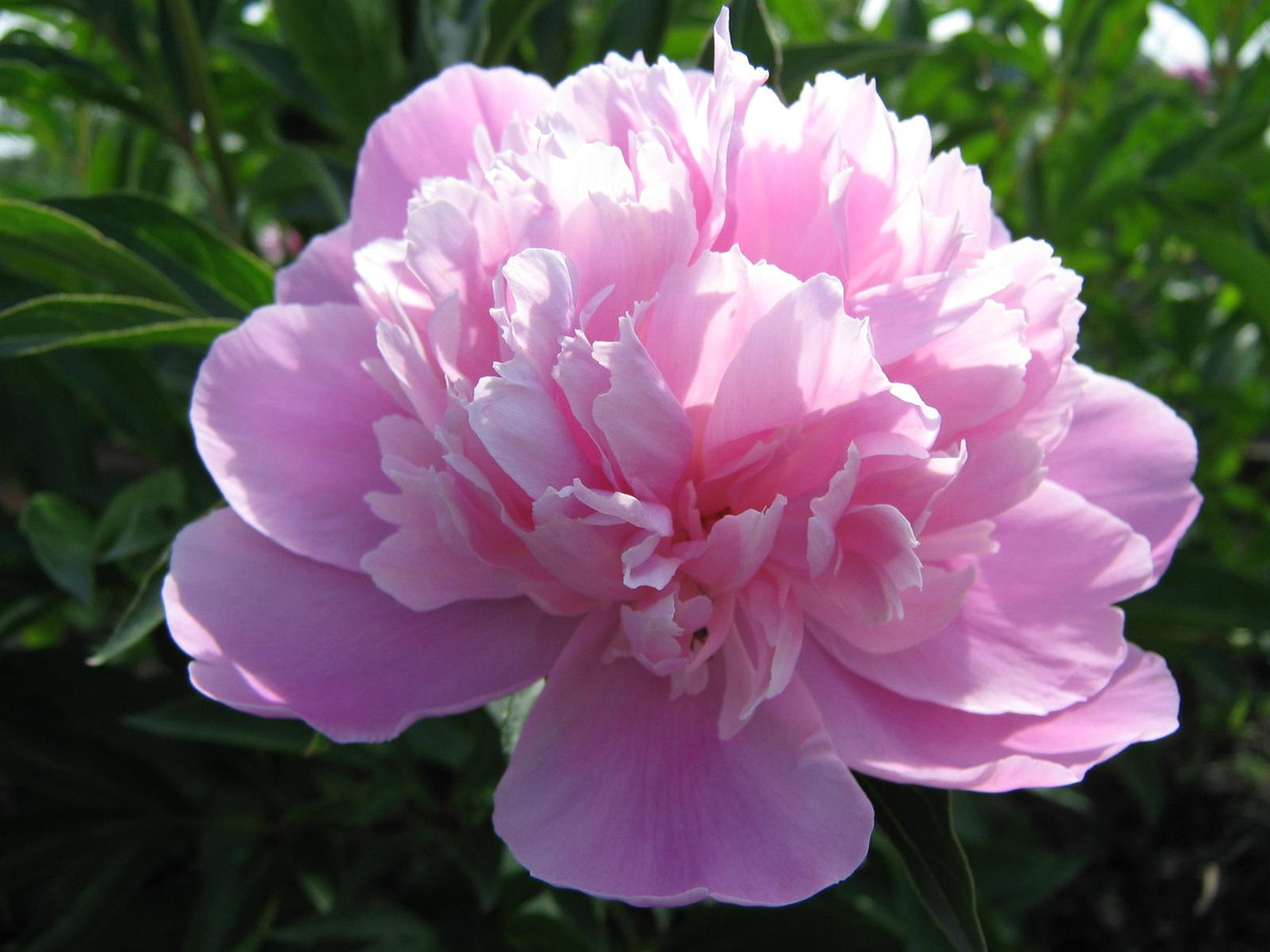 Tuổi Hợi: Vận thế chung:3.3 điểm. Sự nghiệp: 4.0 điểm. Tình cảm: 4.3 điểm. Tài vận: 3.1 điểm. Sức khỏe; 4.4 điểm. Sự nghiệp: có biến động cần điều chỉnh lại mọi việc. Tài vận: hao tổn tiền bạc, không nên bỏ tiền ra đầu tư. Tinh cảm: nên giữ gìn tình cảm hiện tại. Sức khỏe: chú ý chứng đau đầu. Quý nhân tuần này: tuổi Sửu, tiểu nhân tuần này: tuổi Mùi. Lời khuyên: nên giữ chặt tiền trong túi. Ảnh:pinterest.co.uk (Bài viết chỉ mang tính tham khảo, cung cấp nội dung trắc nghiệm vui cho bạn đọc).