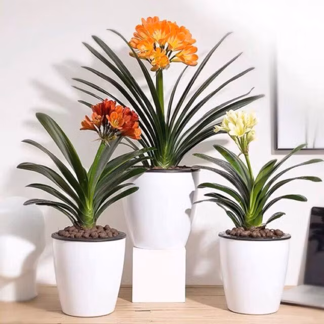 Tuổi Mùi: Người tuổi Mùi vốn không quá quan tâm đến chuyện tiền bạc, vì thế con giáp này không có sự cố gắng trong công việc. Năm 2021, người tuổi Mùi có thể đặt trong nhà một chậu cây lan quân tử để mang đến vận quý nhân tốt đẹp nhất. 