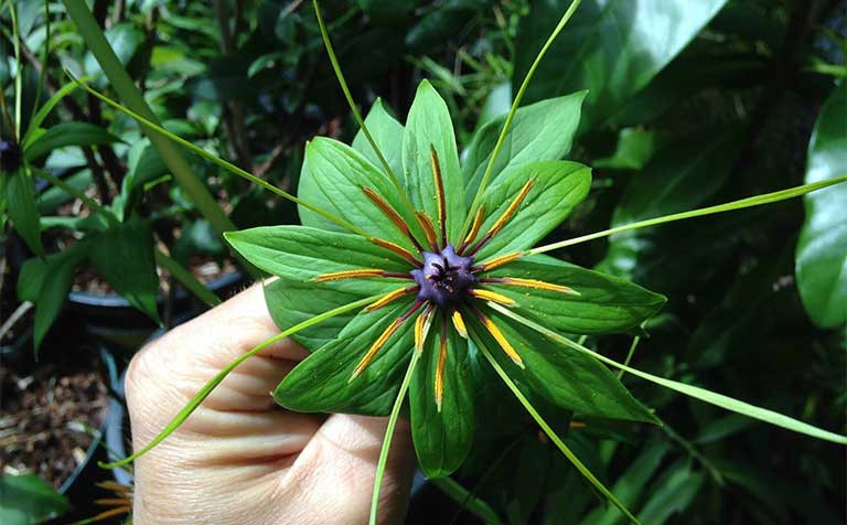 Người tuổi Dần là người dám mạo hiểm, thủ đoạn nhiều nhưng lại không quá coi trọng tiền bạc, chỉ thích hưởng thụ cảm giác trong quá trình kiếm tiền, hơn nữa đôi khi vì quá mạo hiểm mà tiền bạc cạn kiệt. Con giáp này có thể bày trong phòng khách cây Thất Diệp, giúp ổn định tài khí và tiền bạc.