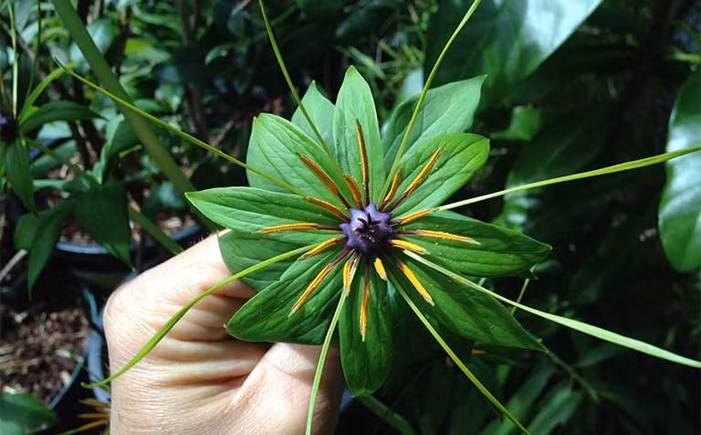 Người tuổi Dần là người dám mạo hiểm, thủ đoạn nhiều nhưng lại không quá coi trọng tiền bạc, chỉ thích hưởng thụ cảm giác trong quá trình kiếm tiền, hơn nữa đôi khi vì quá mạo hiểm mà tiền bạc cạn kiệt. Con giáp này có thể bày trong phòng khách cây Thất Diệp, giúp ổn định tài khí và tiền bạc.