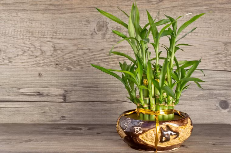 Tuổi Mão: Người tuổi Mão có thái độ tương đối bảo thủ đối với vấn đề tiền bạc, vì thế việc tích lũy của con giáp này tương đối chậm và muốn phát tài cũng không phải là việc dễ dàng. Năm Tân Sửu 2021, người tuổi Mão có thể đặt trên tủ lạnh cây trúc phú quý (nhưng cần là số lẻ), như vậy rất có lợi cho việc thúc đẩy tốc độ kiếm tiền của con giáp này.