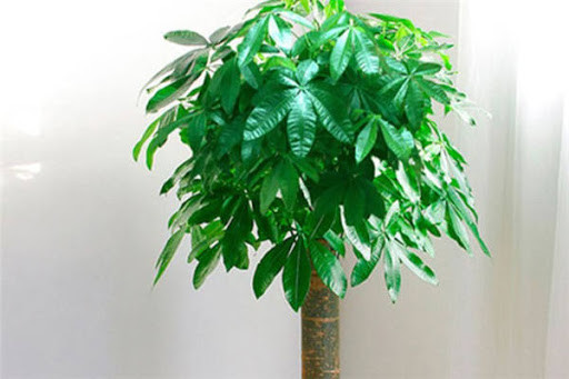 Tuổi Tuất: Tài vận của người tuổi Tuất có thể được xem là bình ổn, nhưng con giáp này hay bỏ lỡ những cơ hội tốt nhất. Năm 2021, người tuổi Tuất có thể đặt ở tài vị của phòng khách cây phát tài, có thể giúp con giáp tụ tài, hút tiền.