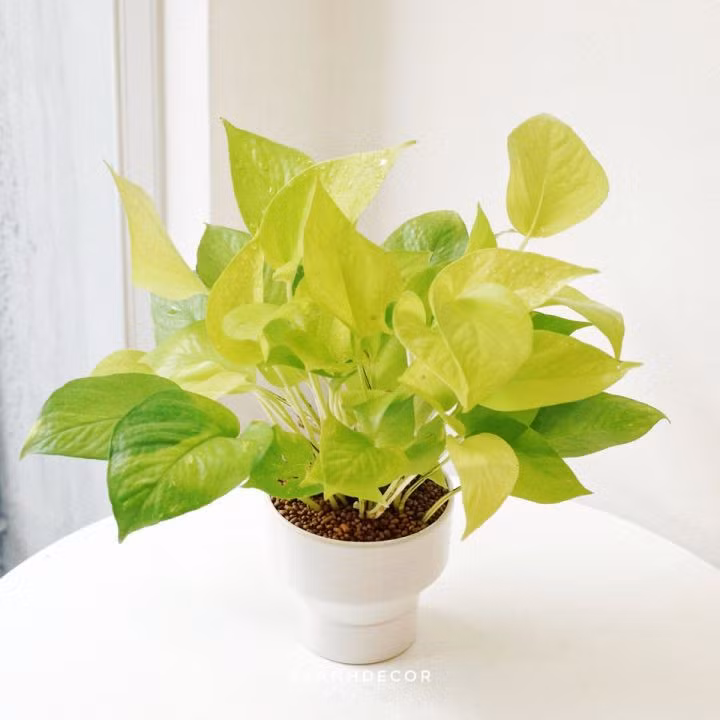 Tuổi Ngọ: Tài vận, phúc vận của người tuổi Ngọ rất tốt, nhưng con giáp này lại có tính xấu là quá tham lam nên ảnh hưởng xấu đến con đường kiếm tiền. Năm 2021, người tuổi Ngọ nên trồng cây trầu bà vàng, như vậy có thể giúp kết tụ tài khí, và cũng nên bớt tham lam, như vậy tài vận mới vượng phát bền lâu.